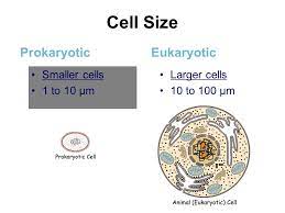 Here is what one of these. Prokaryotes Vs Eukaryotes Ppt Video Online Download