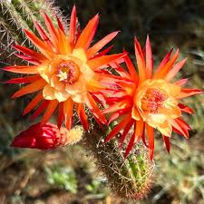 Image result for Hermbstaedtia