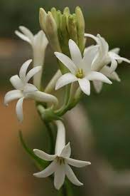 Pin On Flowers