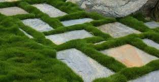 Zoysia Tenuifolia Is A No Mow Favourite For Alternative Lawns Is Now Available In Our Unique Plant Tiles For Insta No Mow Grass Zoysia Grass Grass Alternative