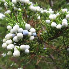 At the stop light, turn east off route 6 into the marconi station area, south wellfleet. Atlantic White Cedar Vs Eastern Redcedar Identification Bplant Org
