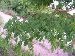 Image result for Dialium