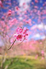 武陵農場 spring scenery nature amazing flowers