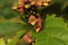 Image result for Thomandersia congolana