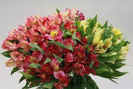 Alstroemeria Field Of Flowers Alstroemeria Flower Show Flower Field