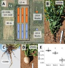 The structural pest control pesticide safety manual focuses on information specific to structural structural ipm programs differ from ipm programs in other pest management industries in four main ways • physical characteristics of the building or structure, • environmental and human health. Frontiers Soil Microsite Outweighs Cultivar Genotype Contribution To Brassica Rhizobacterial Community Structure Microbiology