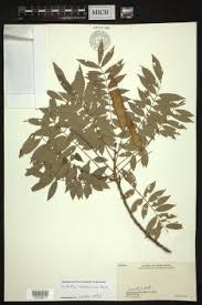 Image result for Millettia drastica