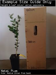 The natal plum (carissa macrocarpa) is a lovely shrub that bears starry flowers and edible fruit. Buy Natal Plum Fruit Trees In Australia Carissa Grandiflora