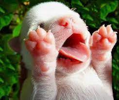 Newborn Puppy It S Weird But Cute At The Same Time Newborn Animals Baby Animals Cute Baby Animals