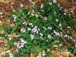 Image result for Pseuderanthemum