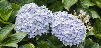 Maybe you would like to learn more about one of these? Top 7 Flowering Shrubs For Summertime Blooming Gardening Tips