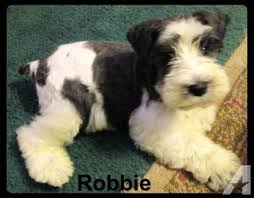 Akc Parti Colored Miniature Schnauzer Pup Schnauzer Puppy Miniature Schnauzer Puppies Mini Schnauzer Puppies