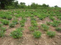 Image result for Vigna subterranea