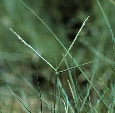 Image result for Paspalum vaginatum