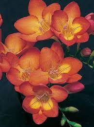 Freesia Super Giant Figaro Australian Gardener Flax Flowers Perennial Flowering Plants Day Lilies