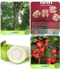 Names of gmelina in various click on the link and download. High Germination Tree Seeds Gmelina Arborea Wallnut Guava Pomagranate Nana Combo For Home Garden Medicinal Tree Seeds Nut Seeds Fruit Seeds Seeds Buy High Germination Tree Seeds Gmelina Arborea Wallnut Guava Pomagranate