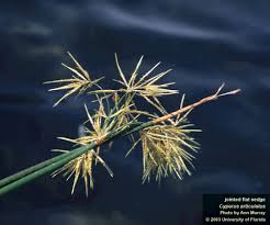Image result for Cyperus glaucophyllus