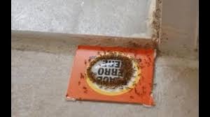 Check spelling or type a new query. How To Get Rid Of Sugar Ants 10 Remedies Pest Strategies