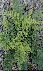 Image result for Cheilanthes similis