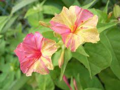 We did not find results for: 21 Best 4 O Clock Flowers Ideas In 2021 Clock Flower Flowers Four O Clock