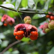 Image result for Disperis virginalis