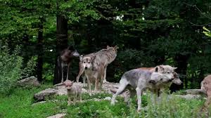 Nukleare unfälle verursachen mutationen bei tieren. Tschernobyl Tiere Verlassen Verstrahltes Gebiet