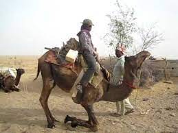 Camels do not have hooves. Camel Sitting Down Jaisalmer Rajasthan India Youtube
