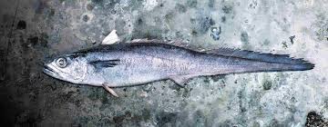 Press the mustard smeared side of the fish into the crumb mixture. Blue Grenadier 144