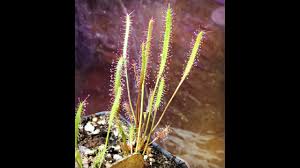 Image result for Nesaea linearis