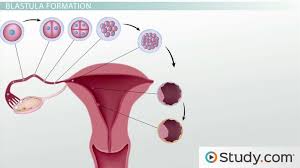 Early Embryonic Development The Morula And Blastula Clep Class Video Study Com See more of biology in hindi on facebook. early embryonic development the morula and blastula video
