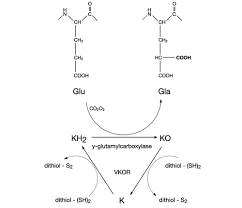 In this clip, rhonda talks about the difference between vitamin k1 and k2. Vitamin K2 Wikipedia