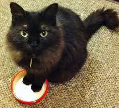 Since our cats are indoor/outdoor cats, they do occasionally pick up mites and other parasites. Ear Hematoma The Cat With A Swollen Ear Seattle Wa Veterinarians Veterinary Hospital Hawthorne Hills Veterinary Hospital Seattle