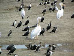 Uganda Is A Birder S Paradise Over Half Of All Bird Species In Africa Can Be Found In Uganda Making It The Richest African Birdi Bird Species Birder All Birds