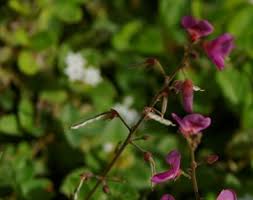 Image result for Desmodium subsecundum