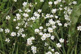 Image result for Cerastium afromontanum
