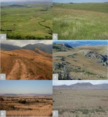 Image result for Kotschya africana