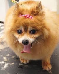 Twin cities pet rescue (tcpr) is a small, 501c3 nonprofit, companion animal rescue organization. Adopt Cassie On Petfinder Dog Adoption City Pets Pomeranian Dog