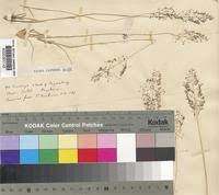 Image result for Sporobolus myrianthus