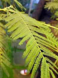 Image result for Acacia dealbata