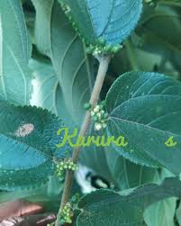 Image result for Dracaena laxissima