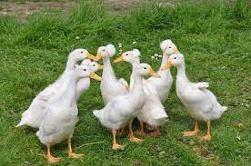 If you raise ducks for meat, the pekin is an excellent choice. Royal Pekin Ducks Farm Pekin Duck Duck Farming Duck