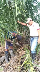Maybe you would like to learn more about one of these? Budidaya Kelapa Sawit Pembayaran Upah Panen