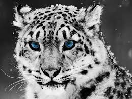 Beantworte ein kurzes quiz und die app erstellt einen hintergrund. Coole Profilbilder Evi Smile123