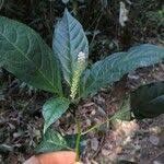 Image result for Hilleria latifolia