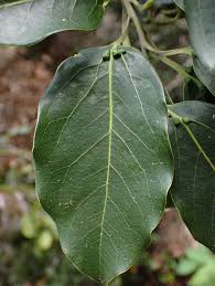 Image result for Ocotea bullata
