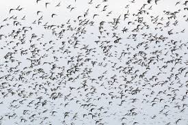 نتیجه جستجوی لغت [flock] در گوگل