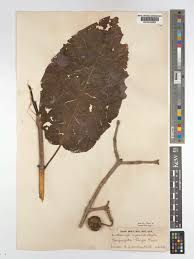 Image result for Burttdavya