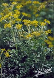 Image result for Ruta graveolens