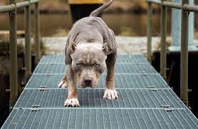 Chesterfield county, north chesterfield, va id: Horror Attacke Wilde Pitbull Meute Zerfleischt Frau 41 Zu Tode News De