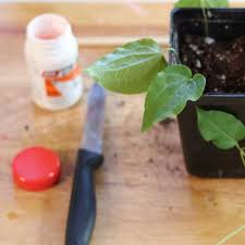 Grab a dry paper towel and lay it somewhere flat, like a kitchen counter. When To Use Rooting Hormone For Plant Propagation